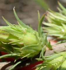 Prismatocarpus cliffortioides