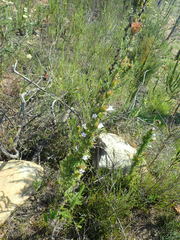 Prismatocarpus cliffortioides