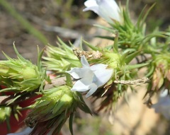 Prismatocarpus cliffortioides