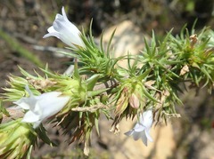 Prismatocarpus cliffortioides