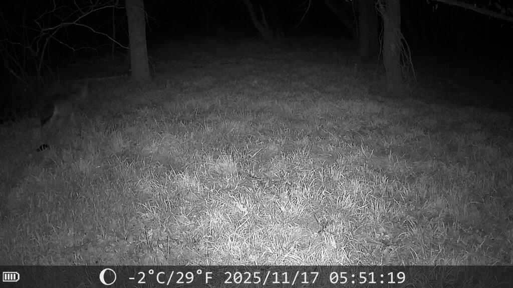 Eastern Gray Fox