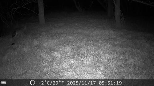 Eastern Gray Fox