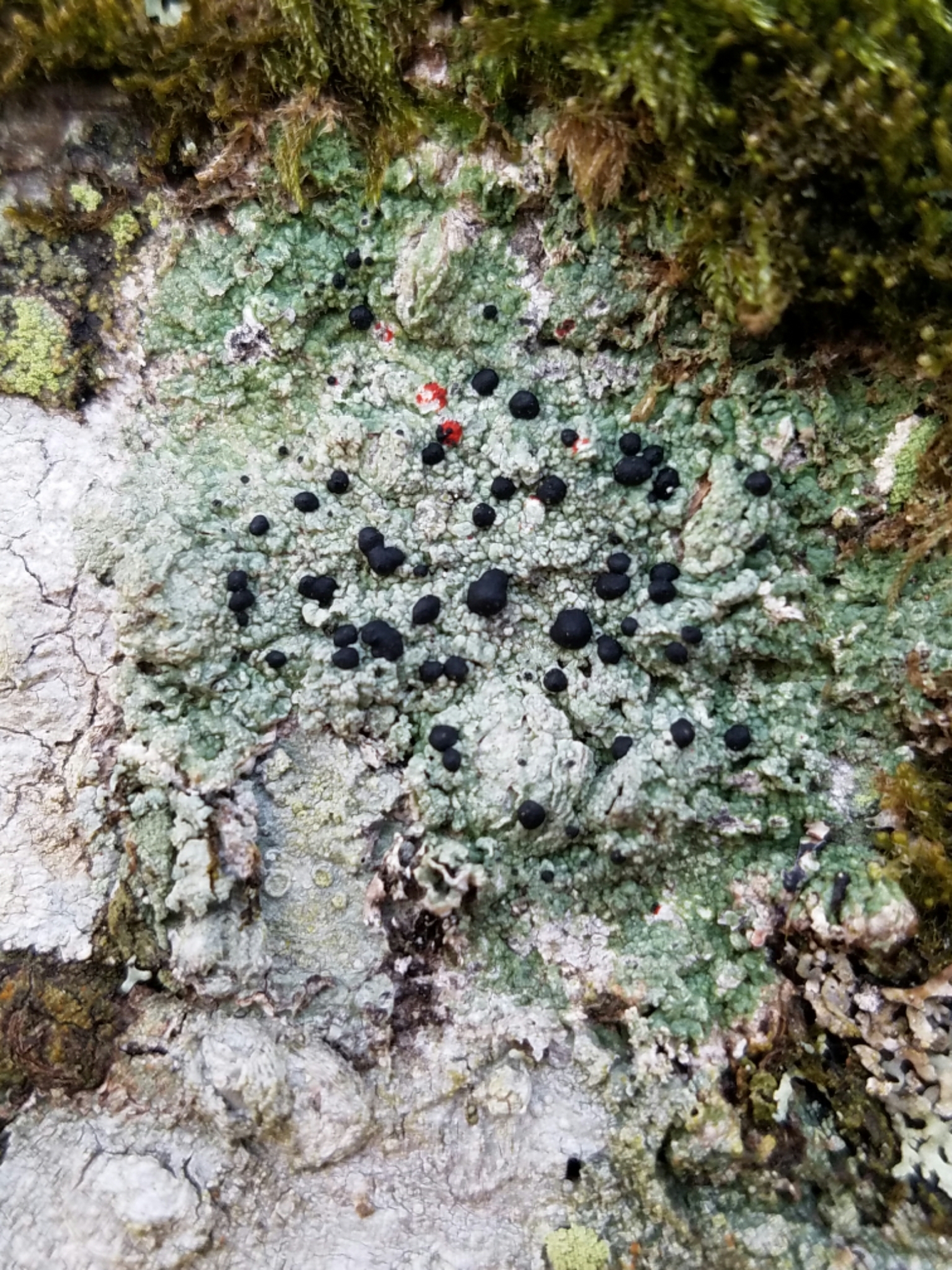 Mycoblastus image