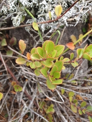 Veronica lavaudiana