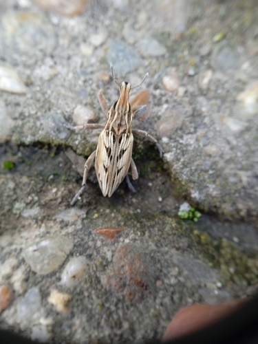 Coniocleonus nigrosuturatus
