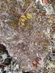 Veronica lavaudiana