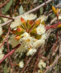 Eucalyptus odorata