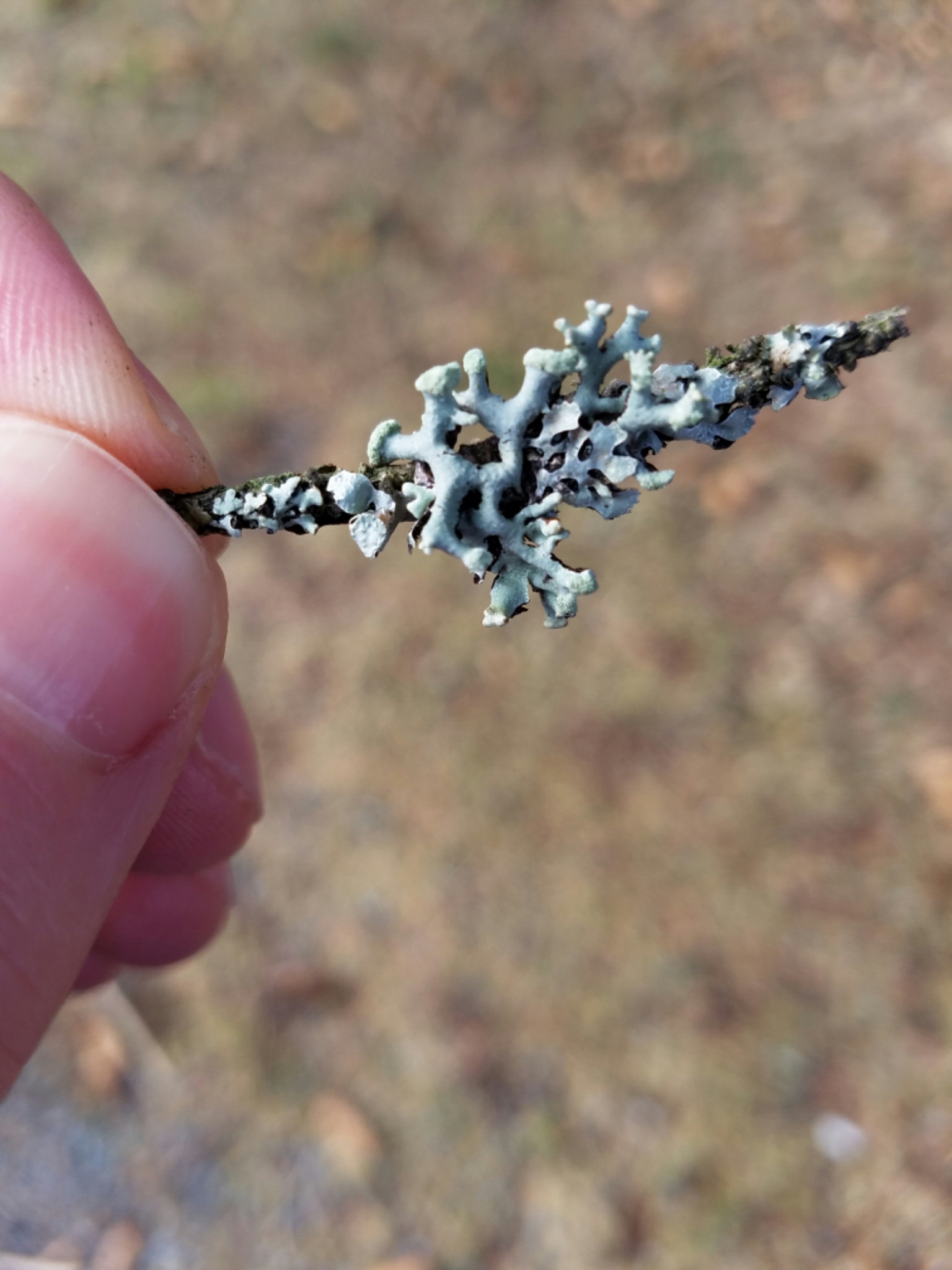 Hypogymnia tubulosa image