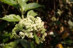 Heliotropium sarmentosum