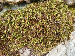 Notogrammitis crassior