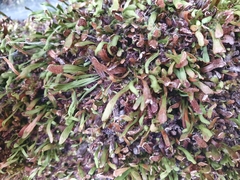 Notogrammitis crassior