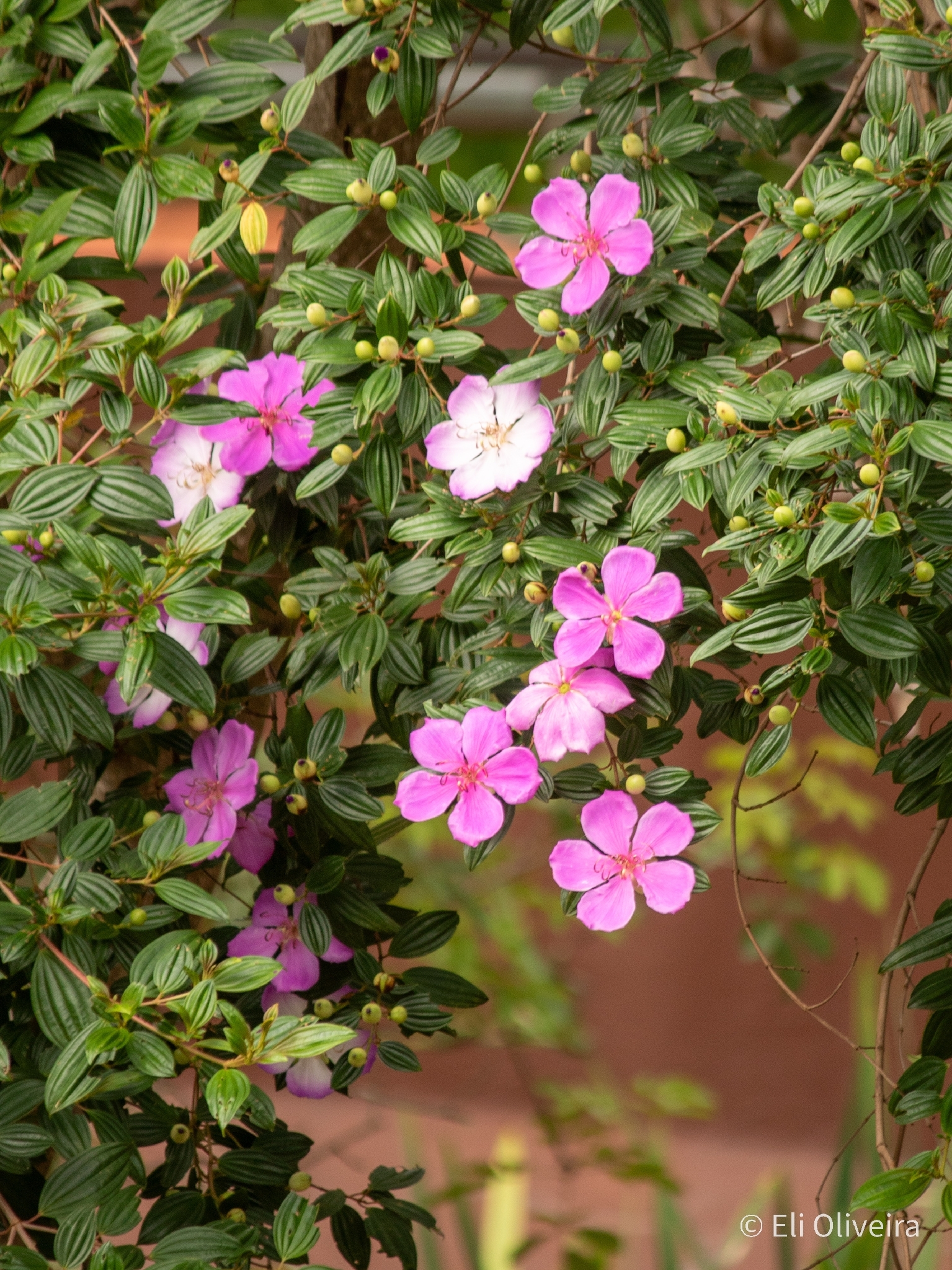 Tibouchina Mutabilis (Pleroma mutabile)