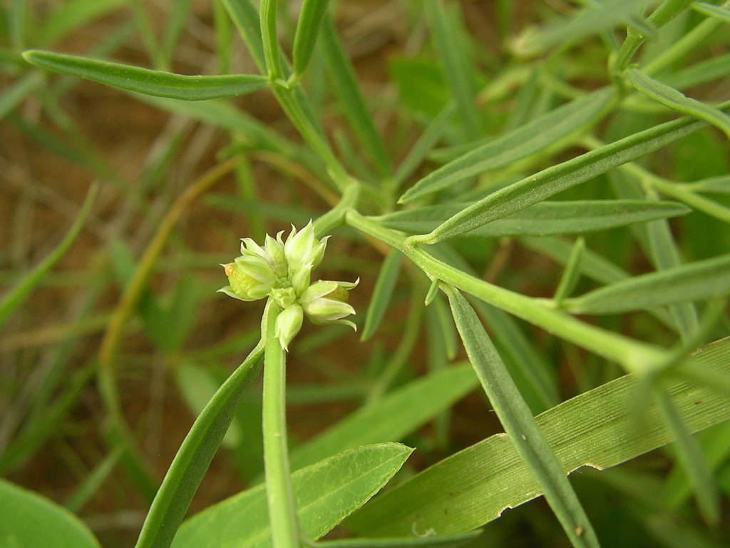 Limeum diffusum