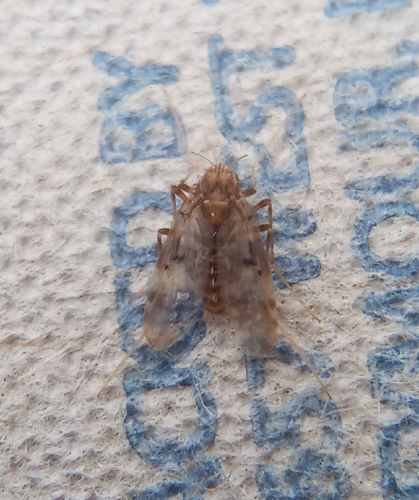 Unknown species found near United States