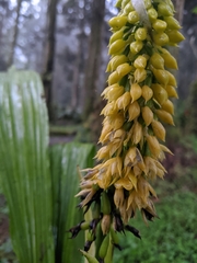 Calanthe lyroglossa