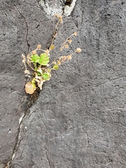 Geum cockaynei