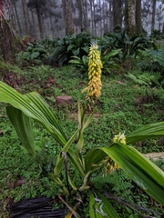 Calanthe lyroglossa