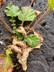 Geum cockaynei