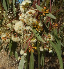 Eucalyptus odorata