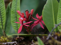 Epidendrum cochlidium