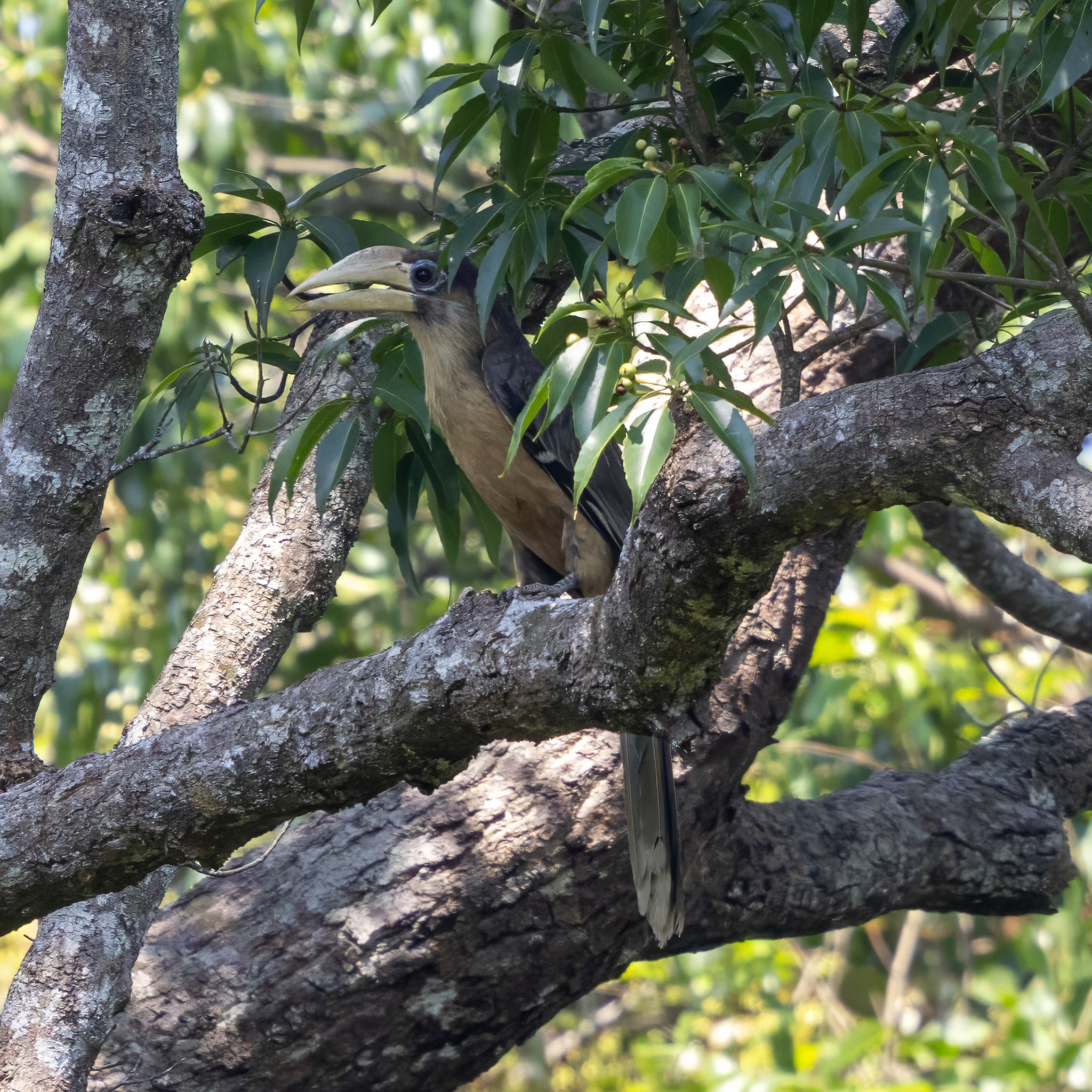 Austen's Brown Hornbill (Anorrhinus austeni), photo 1