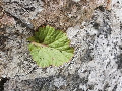 Geum cockaynei