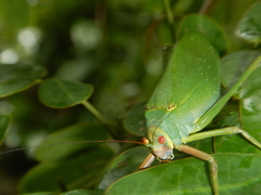 Ozphyllum naskreckii