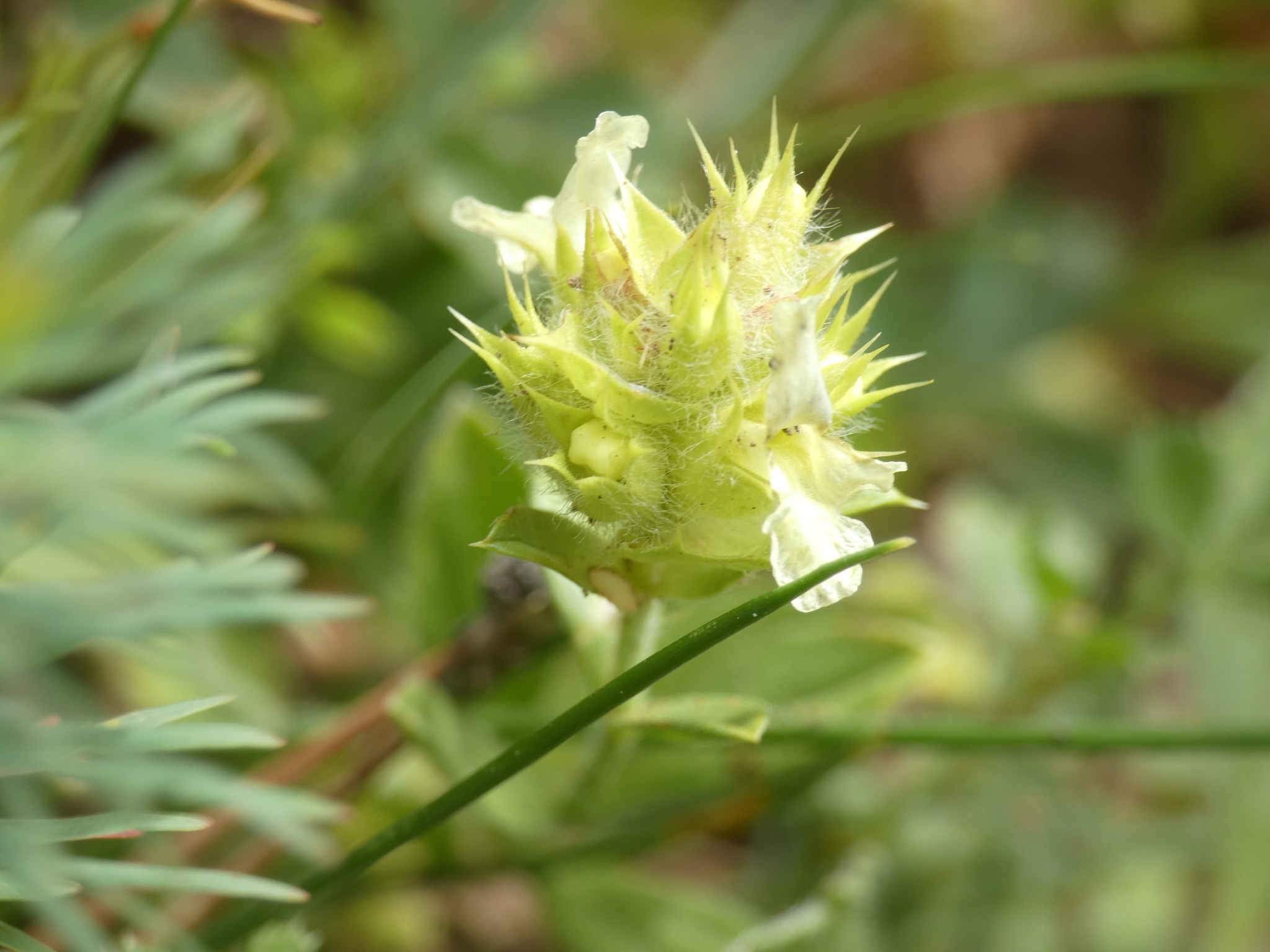 Mountain Tea (Sideritis hyssopifolia)