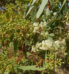 Eucalyptus fasciculosa