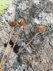 Geum cockaynei