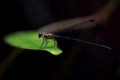 Lestoidea brevicauda