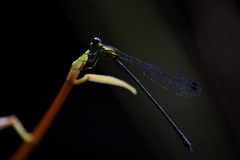Lestoidea brevicauda