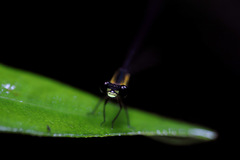 Lestoidea brevicauda