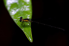 Lestoidea brevicauda