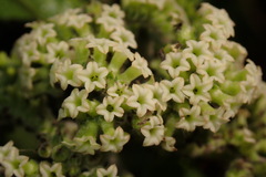 Heliotropium sarmentosum