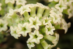 Heliotropium sarmentosum