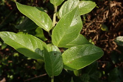 Heliotropium sarmentosum