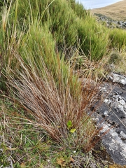 Schoenus pauciflorus