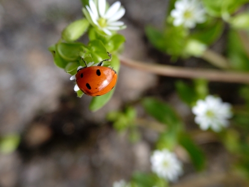 Seven-spotted Lady Beetle