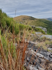 Schoenus pauciflorus