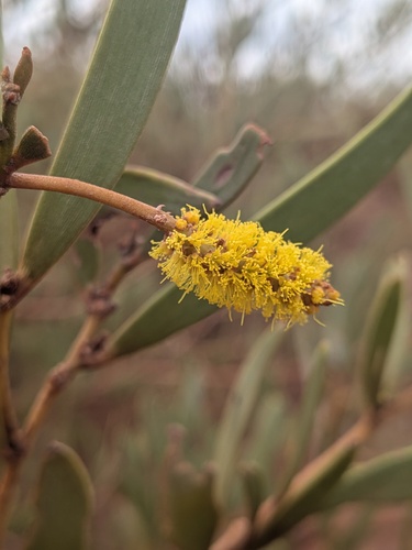 Minni Ritchi (Acacia rhodophloia)