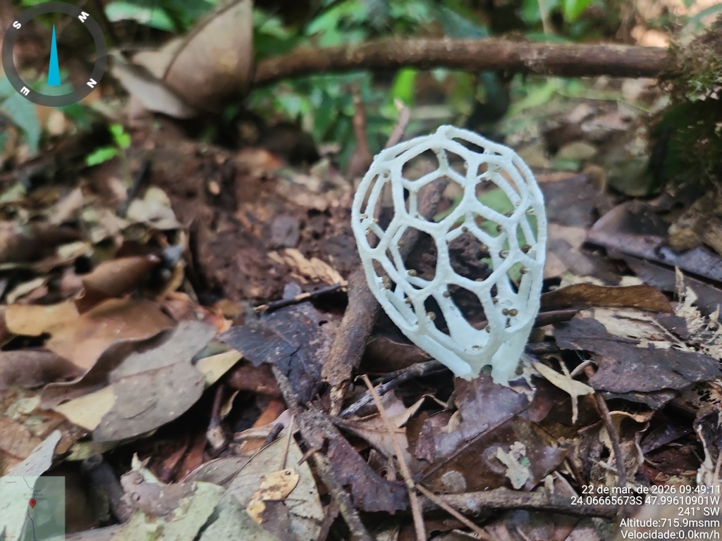 Clathrus chrysomycelinus · March 2026 · photo: © monkeysafaritur (iNaturalist, cc0)