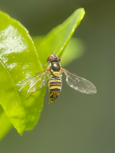 Unknown species found near California, US