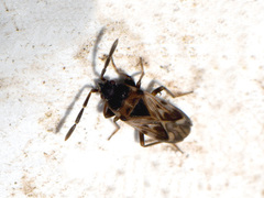 Scolopostethus decoratus
