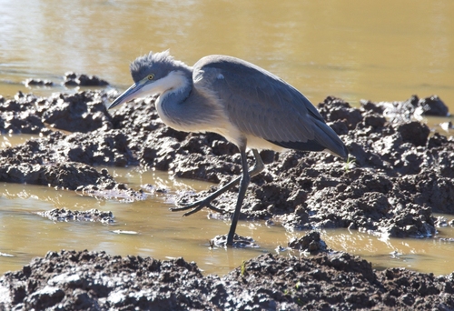 iNaturalist: (c) Daryl de Beer, some rights reserved (CC BY-NC), uploaded by Daryl de Beer iNaturalist image