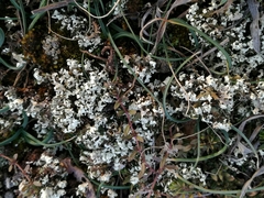 Cladonia convoluta