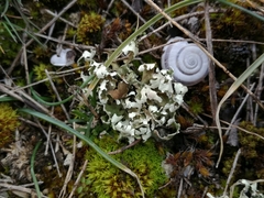 Cladonia convoluta