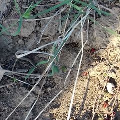 Ablepharus kitaibelii