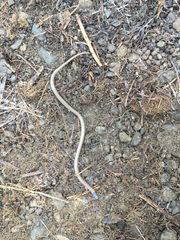 Tantilla hobartsmithi