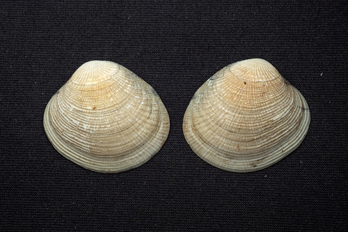 Gafrarium divaricatum observed 2026-02-22